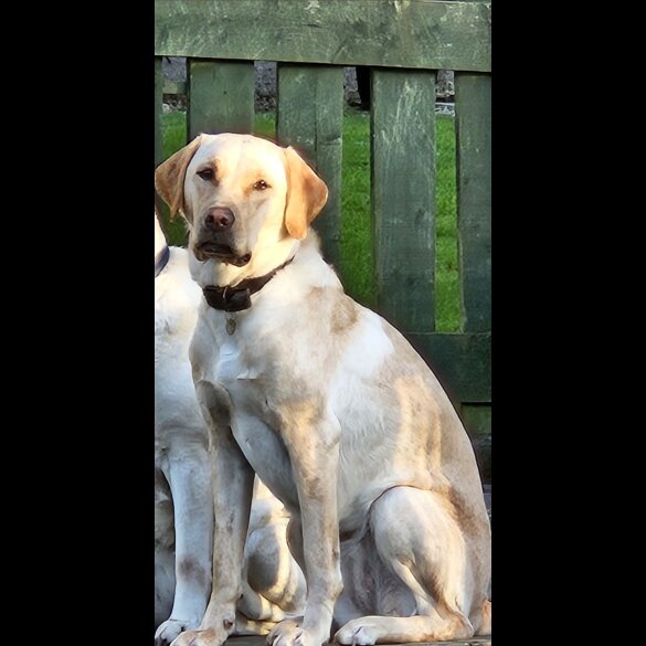Labrador Retriever - Both