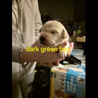 Labrador Retriever - Both