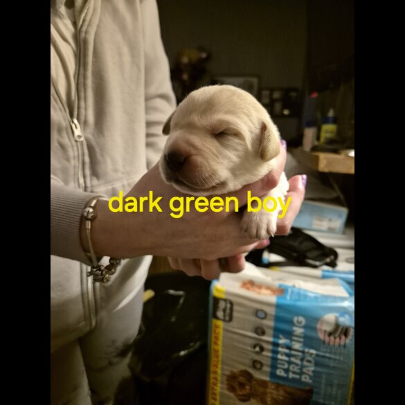 Labrador Retriever - Both