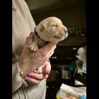 Labrador Retriever - Both