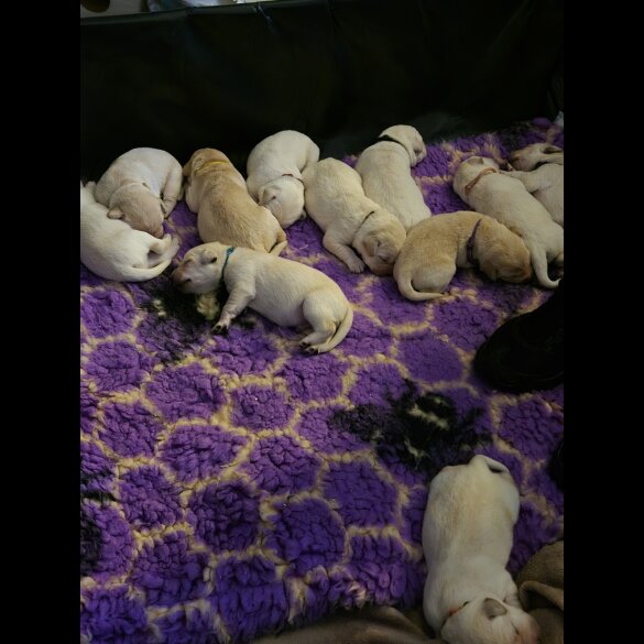 Labrador Retriever - Both