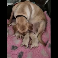 Labrador Retriever - Both