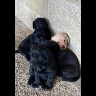 Labrador Retriever - Bitches