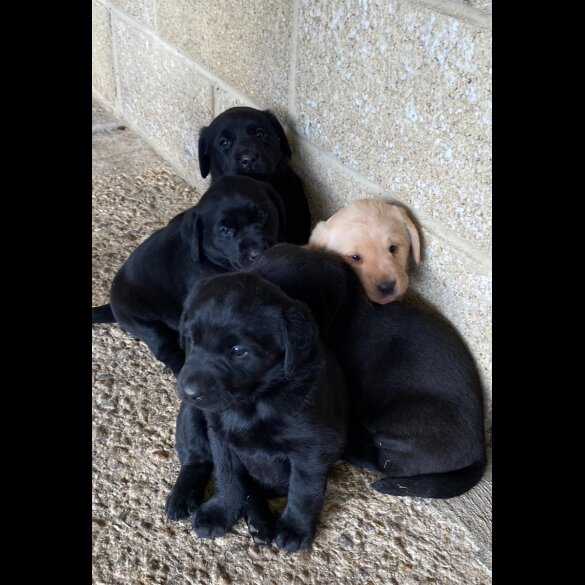 Labrador Retriever - Bitches