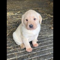 Labrador Retriever - Bitches