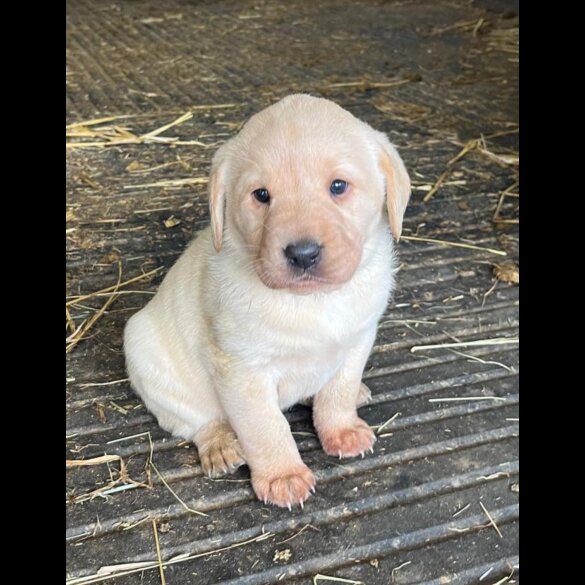 Labrador Retriever - Bitches