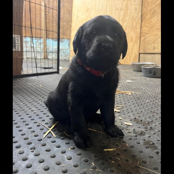 Labrador Retriever - Bitches