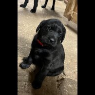 Labrador Retriever - Bitches