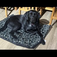 Labrador Retriever - Bitches