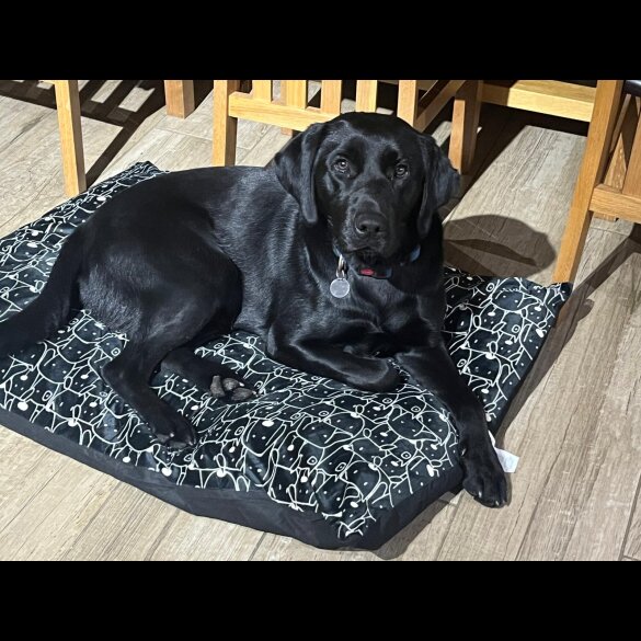 Labrador Retriever - Bitches