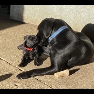 Labrador Retriever - Bitches