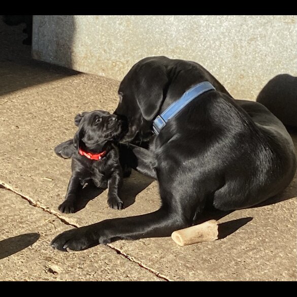 Labrador Retriever - Bitches
