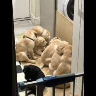 Labrador Retriever - Both