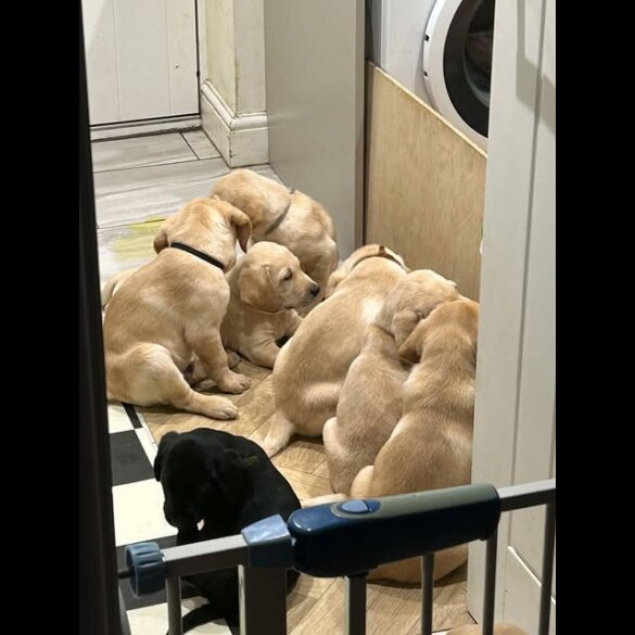 Labrador Retriever - Both