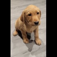 Labrador Retriever - Both