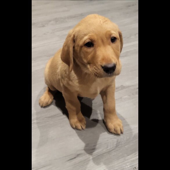 Labrador Retriever - Both