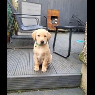 Labrador Retriever - Both