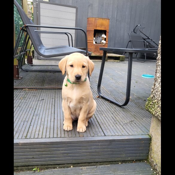 Labrador Retriever - Both