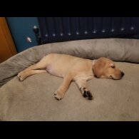 Labrador Retriever - Both