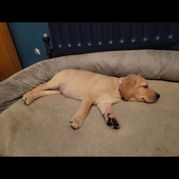 Labrador Retriever - Both