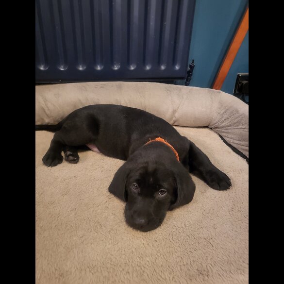 Labrador Retriever - Both