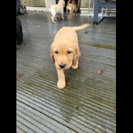 Labrador Retriever - Both