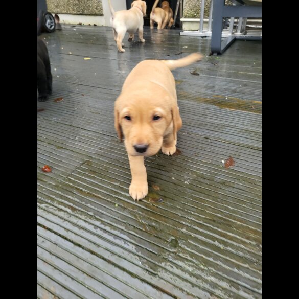 Labrador Retriever - Both
