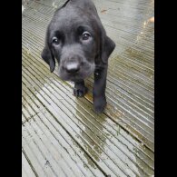 Labrador Retriever - Both