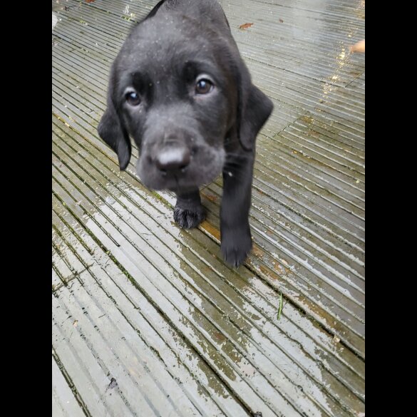 Labrador Retriever - Both