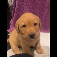 Labrador Retriever - Both