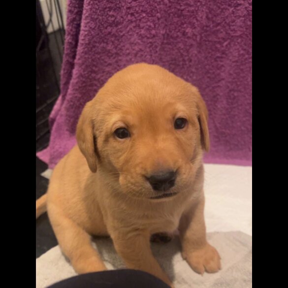 Labrador Retriever - Both
