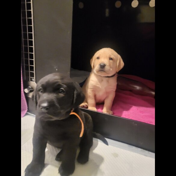 Labrador Retriever - Both