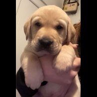 Labrador Retriever - Both
