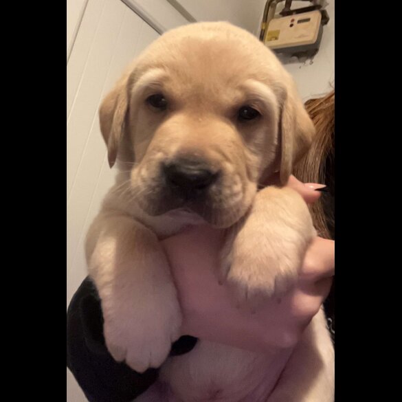Labrador Retriever - Both
