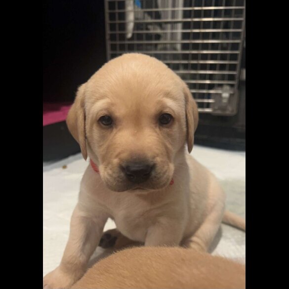 Labrador Retriever - Both
