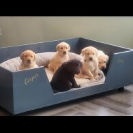 Labrador Retriever - Both
