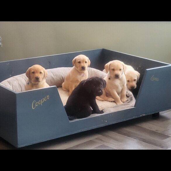 Labrador Retriever - Both