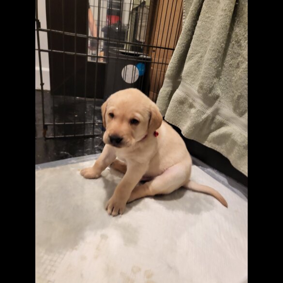 Labrador Retriever - Both