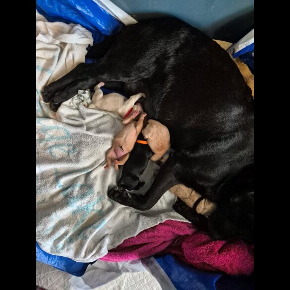 Labrador Retriever - Both