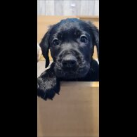 Labrador Retriever - Both