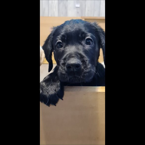 Labrador Retriever - Both
