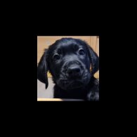 Labrador Retriever - Both
