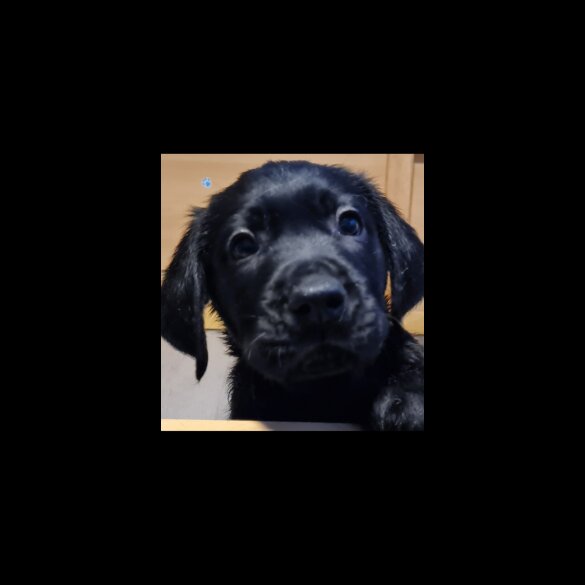 Labrador Retriever - Both