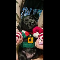 Labrador Retriever - Both