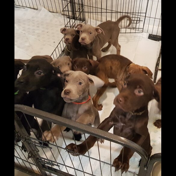 Labrador Retriever - Both