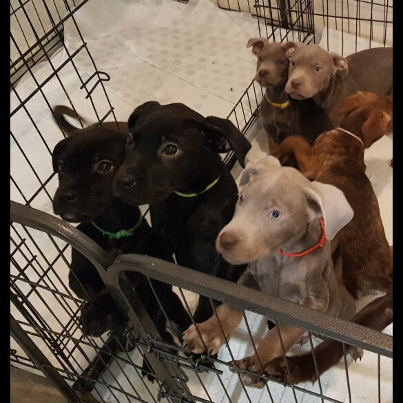Labrador Retriever - Both
