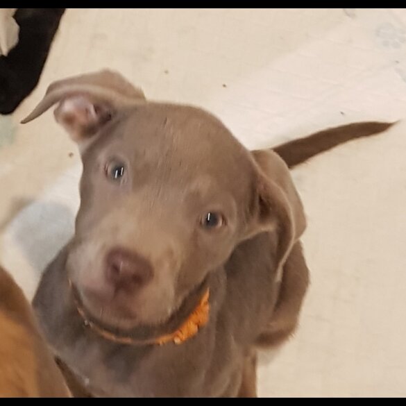 Labrador Retriever - Both