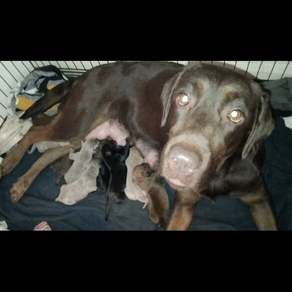 Labrador Retriever - Both