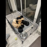 Labrador Retriever - Both