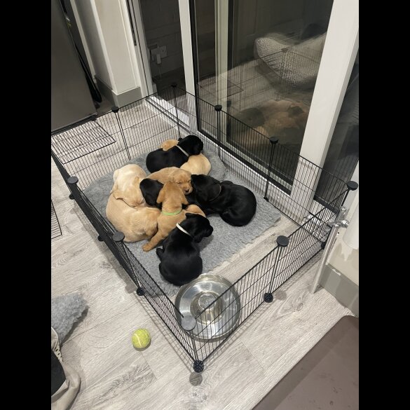 Labrador Retriever - Both
